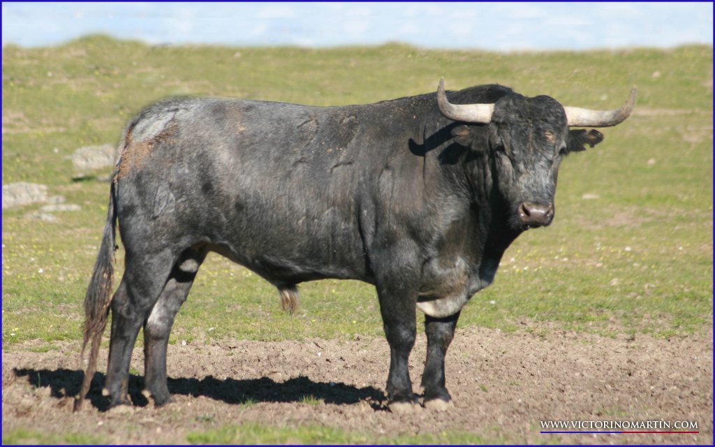 Victorino Martín novedad para Castellón