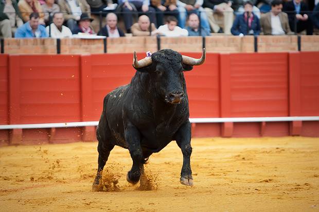 Definido el elenco ganadero para las novilladas de La Maestranza