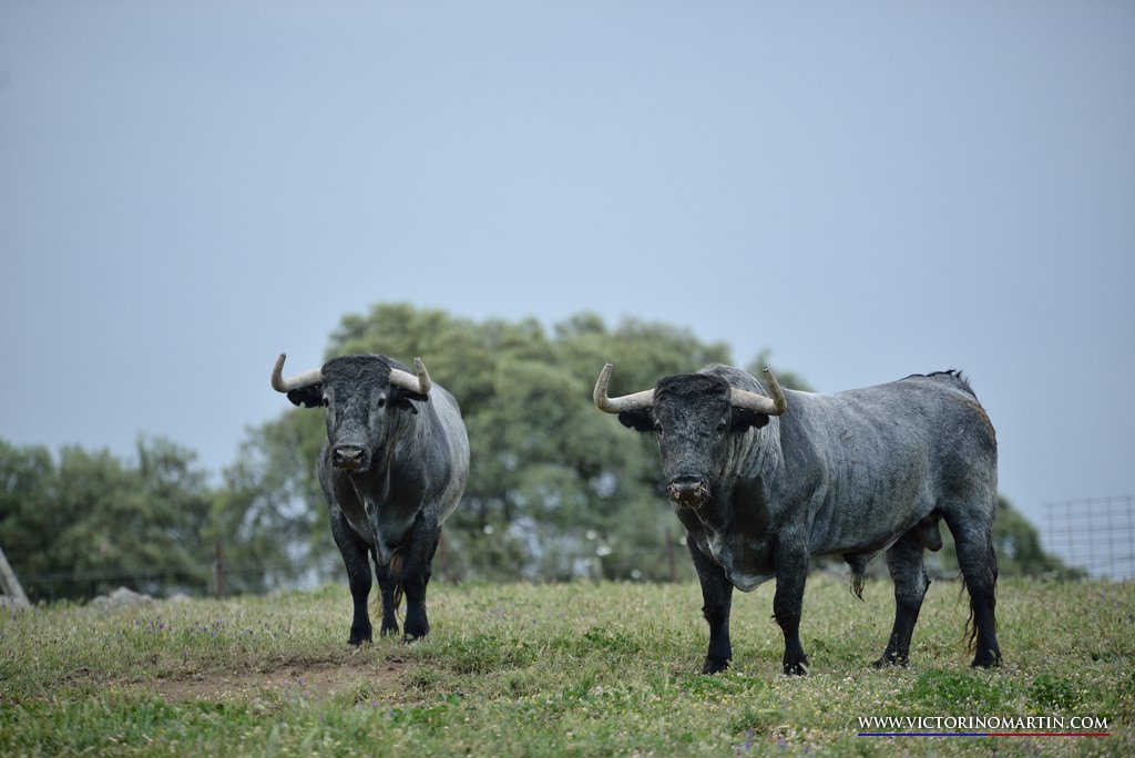 Victorino Martín regresa a Valencia