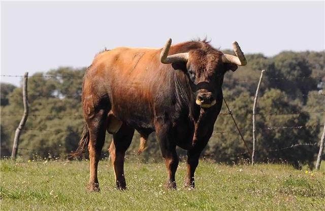 Dña. Pilar Población del Castillo falleció ayer en Salamanca