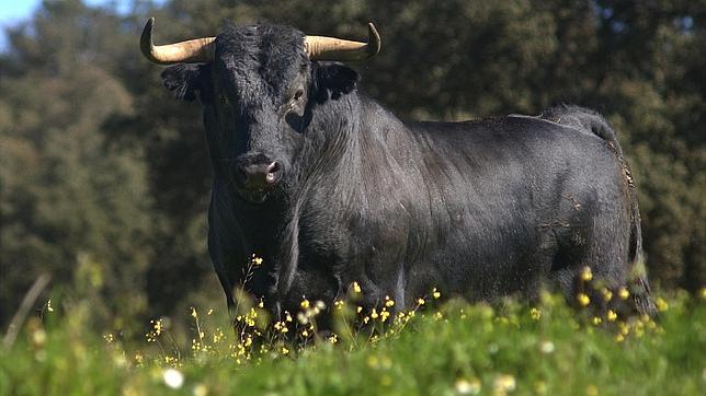 Comunicado de la Asociación de Veterinarios Taurinos de España