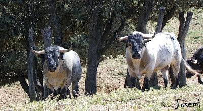 «Los Maños» podrían debutar en Las Ventas este curso