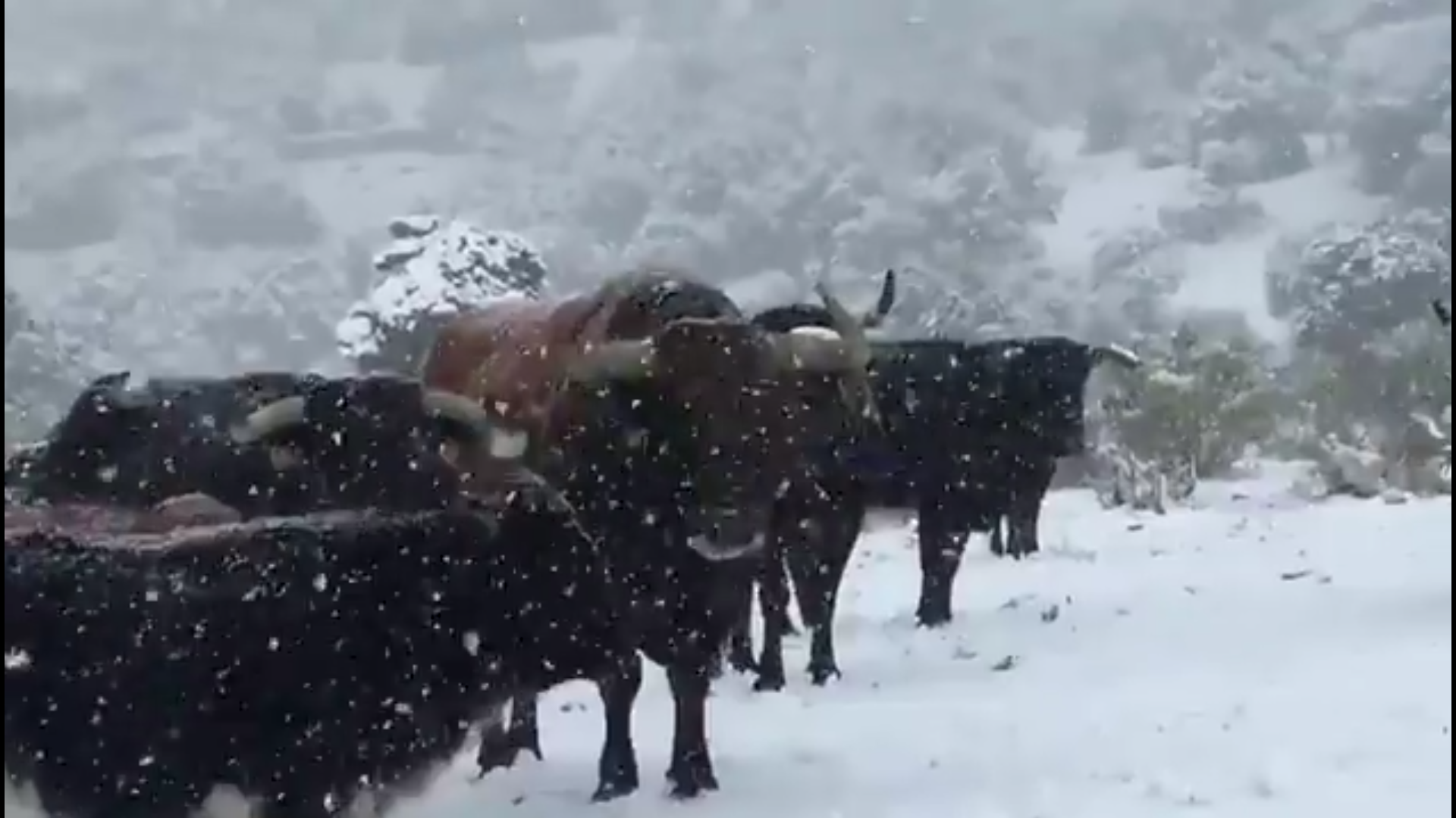 Victoriano del Río, la bravura bajo el frío