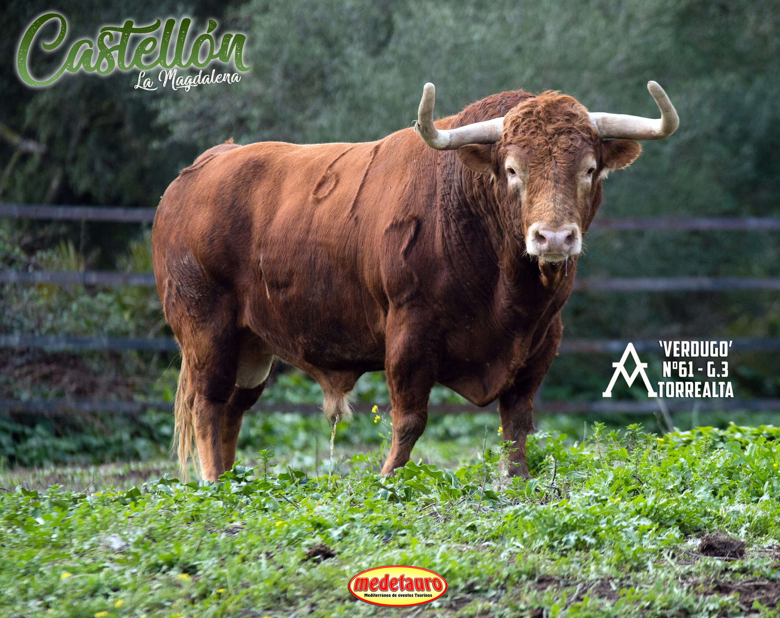 Los espectaculares toros de Torrealta para ‘La Magdalena’