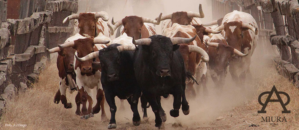 Los toros de Miura se estrenarán en Cella