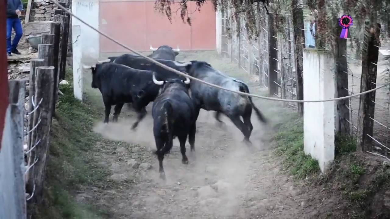 Cambio ganadero en la corrida de El Juli, Roca Rey y Sergio Flores