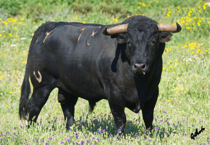 Fernando Cuadri: “Es importante conocer un poco el toro en el campo para admitir la lidia”