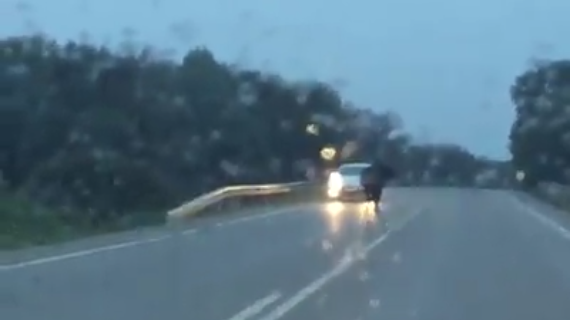 Un Fuente Ymbro se escapa y se pasea por la carretera