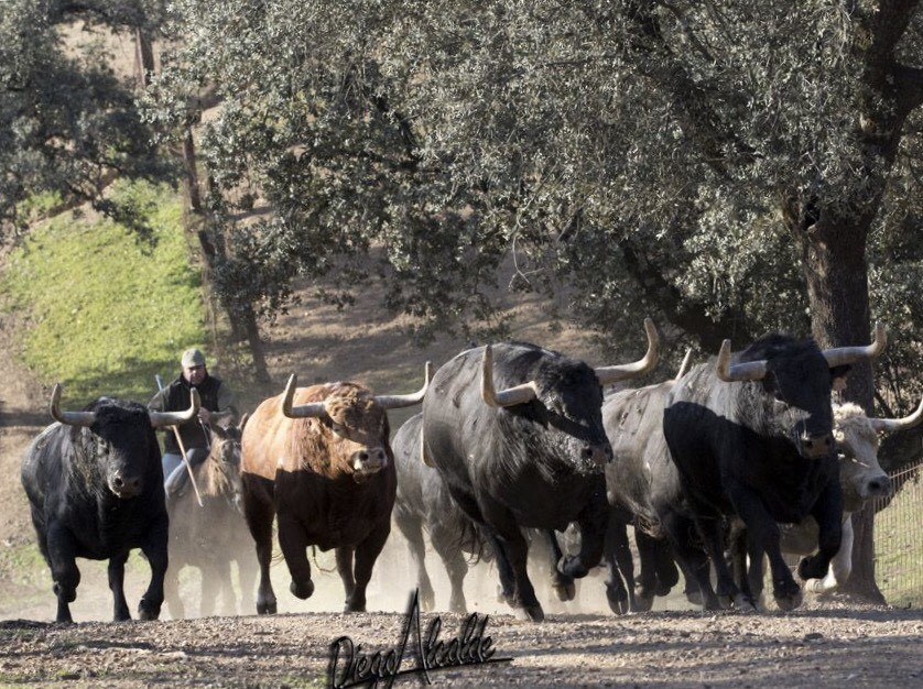 Torrehandilla-Torreherberos debutará en San Isidro 2018