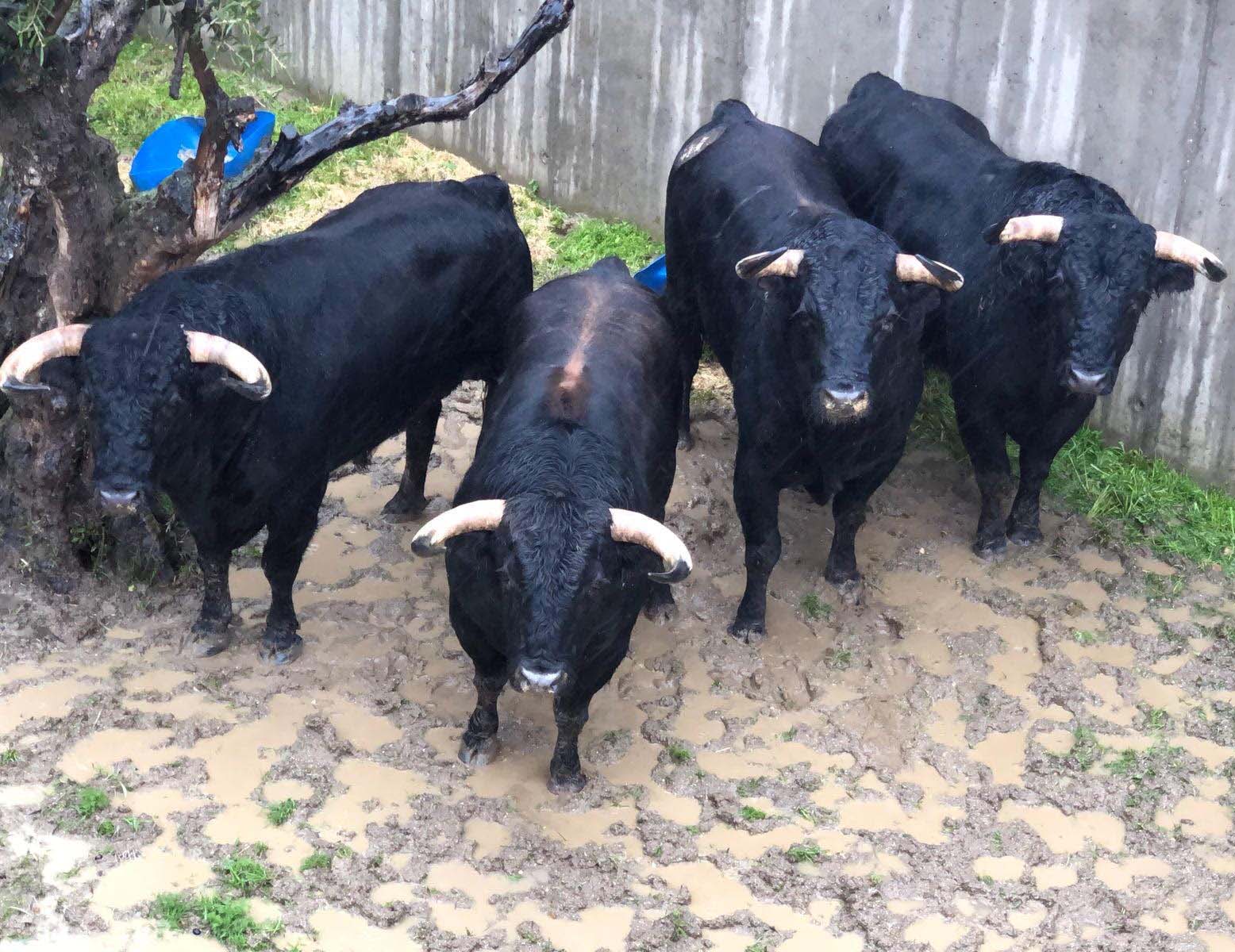 «Mosquetero» el toro del regreso a los ruedos de Pepín Liria