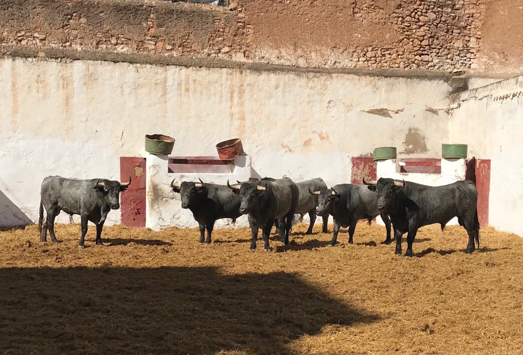 Orden de lidia y cuadrillas para la Victorinada de Castellón
