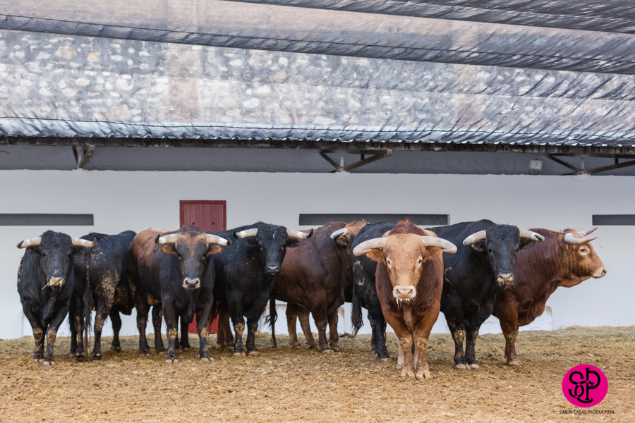 Los novillos de el Freixo debutan en Fallas