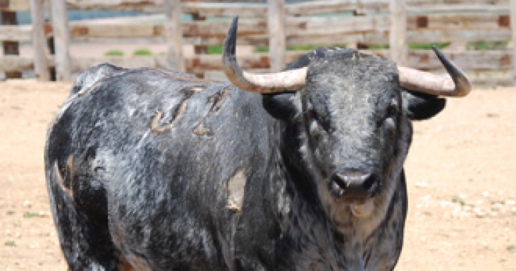 Novillos y cuadrillas para la apertura de Fallas