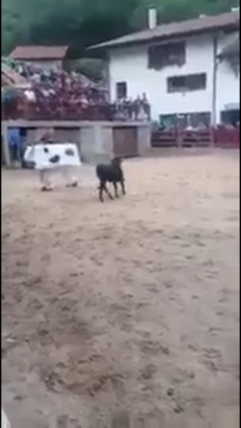 Unos «bueyes» con mucha clase