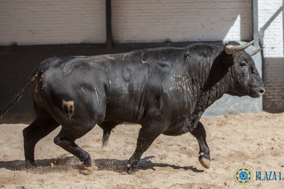 Toros y cuadrillas para la última novillada antes de San Isidro