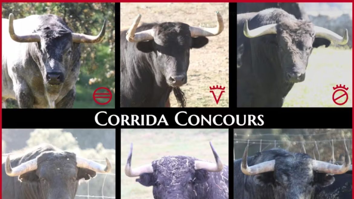 Toros corrida concurso Vic