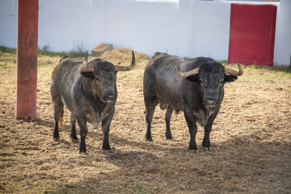 Toros El batÃ¡n