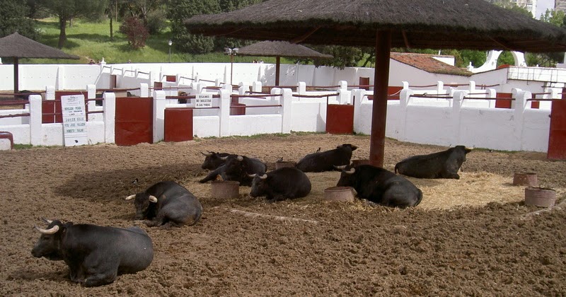 Toros en El Batán