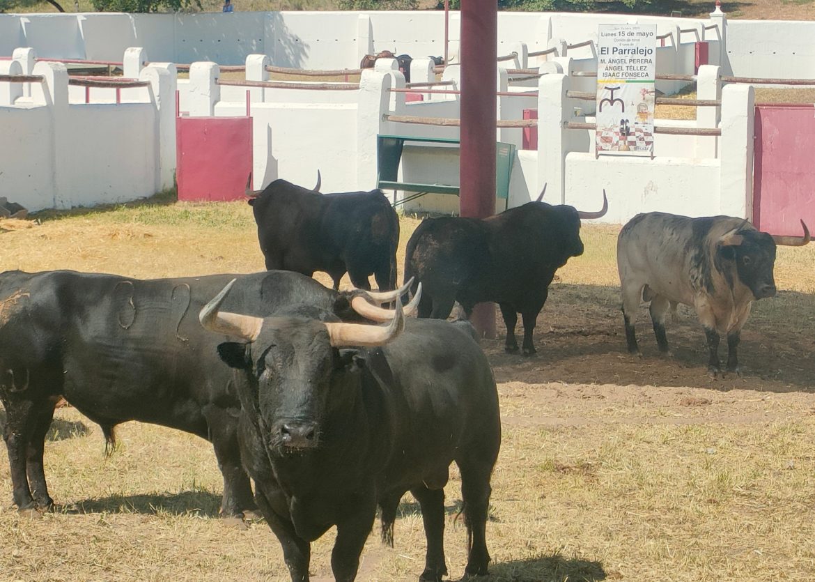 Toros San Isidro BatÃ¡n