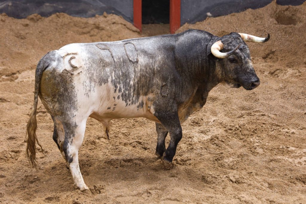 La Quinta será una de las ganaderías de la próxima feria taurina de Albacete 2023