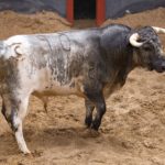 La Quinta será una de las ganaderías de la próxima feria taurina de Albacete 2023
