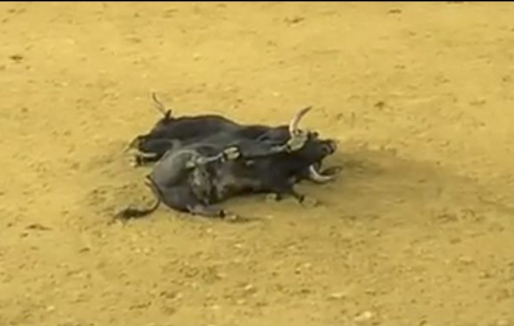 La desencajonada de los toros de Miura para Valencia dejó momentos de tensión