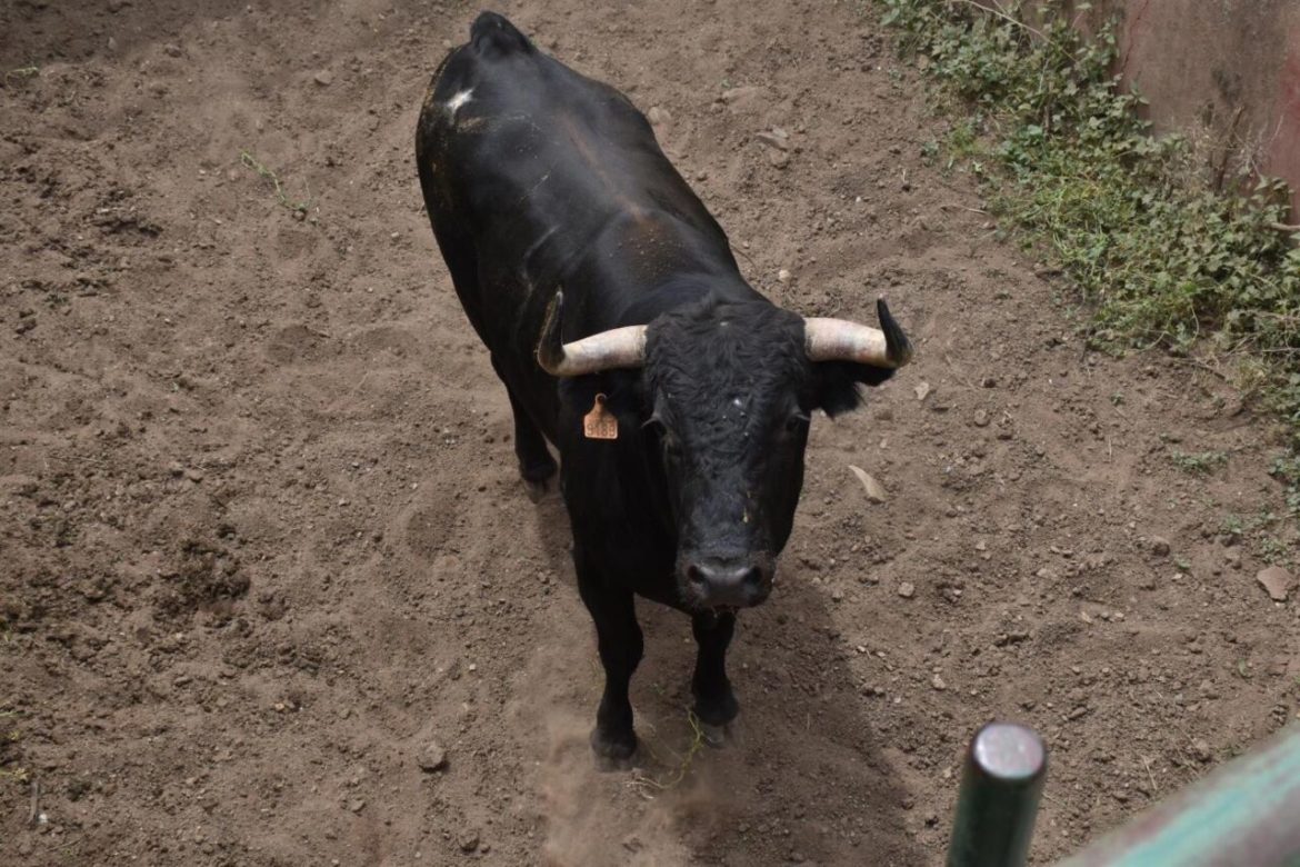 Paloma SÃ¡nchez Rico no podrÃ¡ lidiar la novillada completa en CÃ©ret