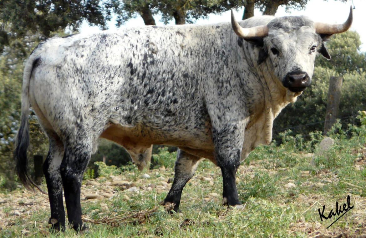 Toro Los MaÃ±os para Huesca