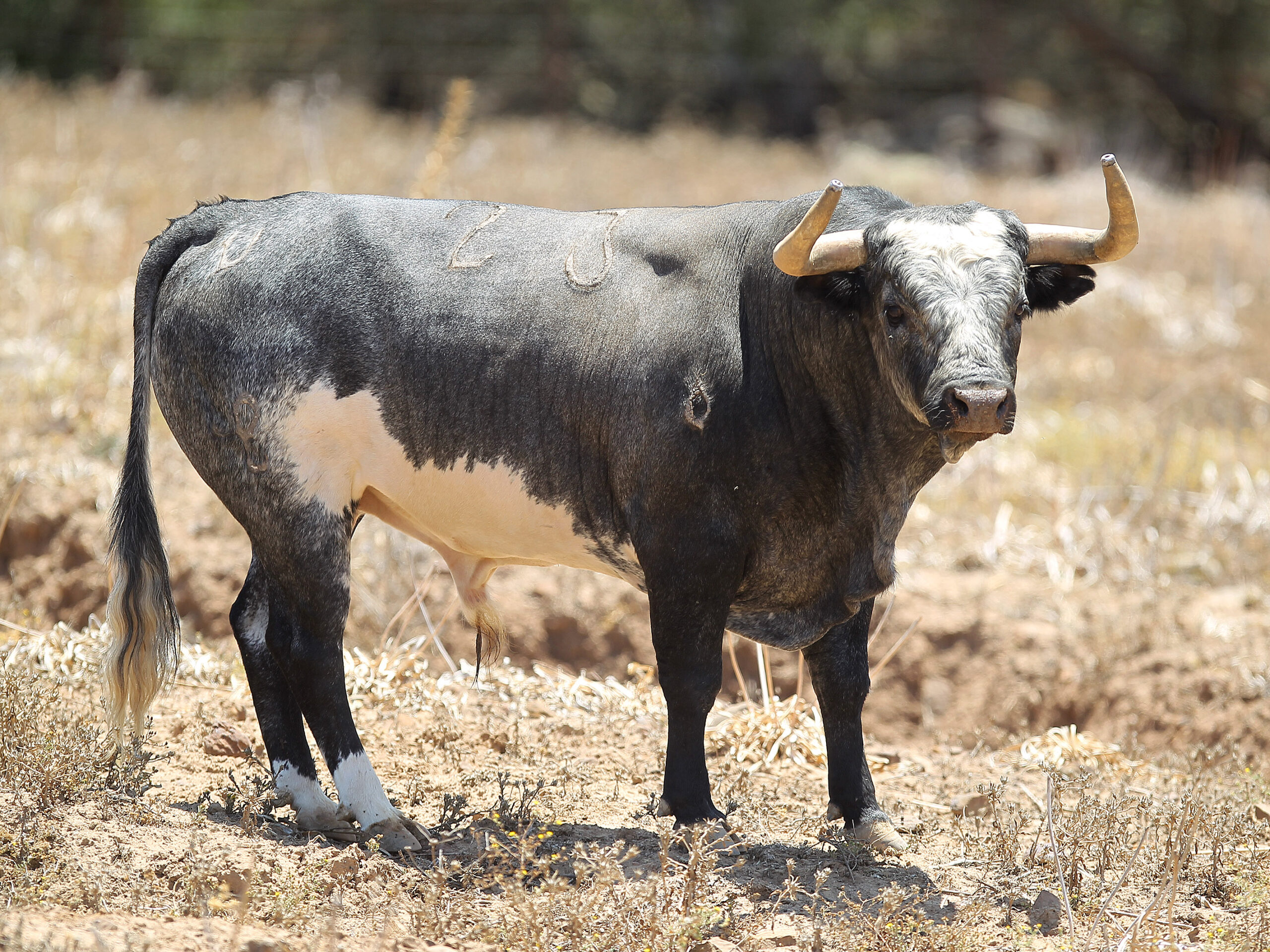 Galería: Imponentes toros de Rehuelga para El Juli, De Justo y Roca Rey