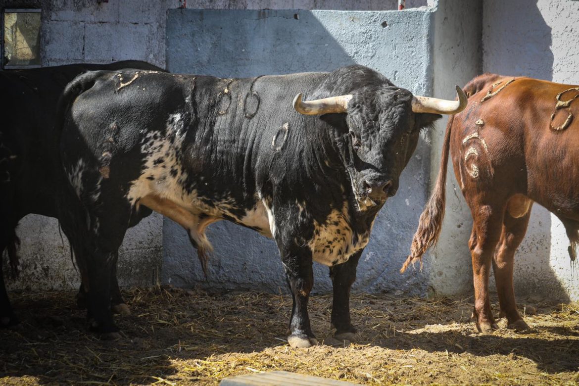 Fuente Ymbro se ha apuntado a una corrida de rejones en CuÃ©llar