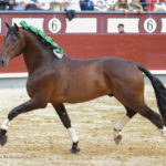 Iván Magro presentará sus caballos en Las Ventas como previa a los festejos de rejones de agosto