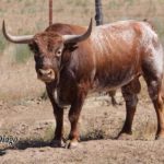 Se acerca la fecha para ver los toros de Miura en Vitigudino