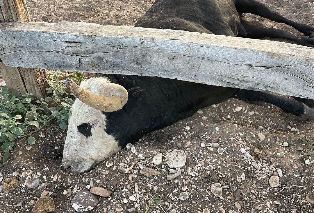 El novillo de Carasblancas previsto para Las Ventas ha aparecido muerto