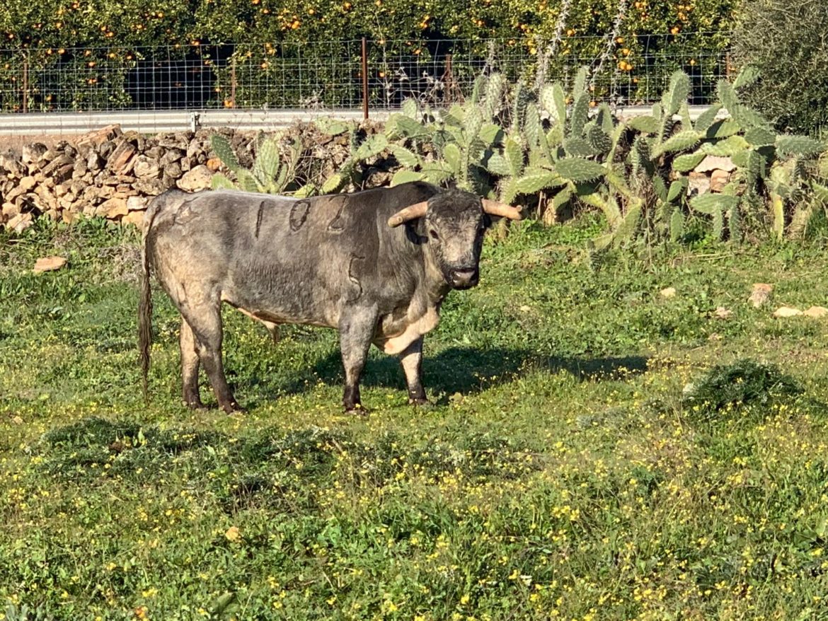 motivo por el que sÃ³lo se ha lidiado un toro de La Quinta en la encerrona de El Juli en GijÃ³n