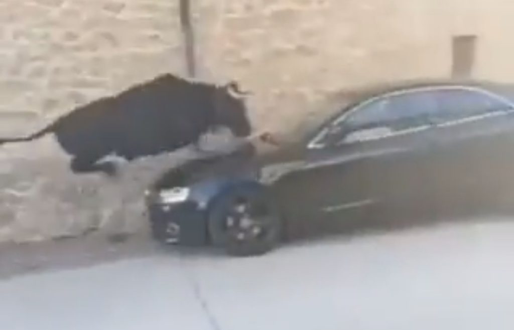 Vídeo del salto de una vaca sobre un coche en Mendigorria