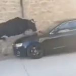 Vídeo del salto de una vaca sobre un coche en Mendigorria