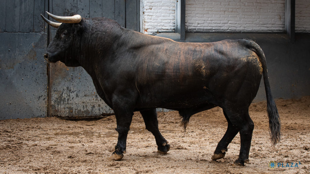 toros de Núñez del Cuvillo rechazados el día 12 en Las Ventas 