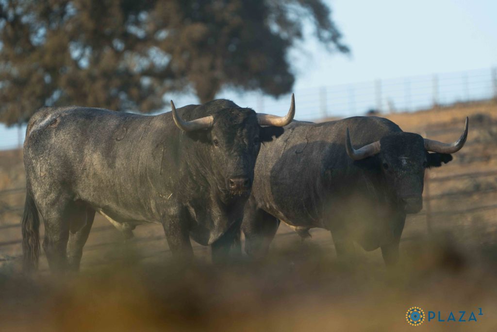 fotos imágenes de los toros de Victorino Martín para la feria de Otoño en Las Ventas