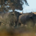 fotos imágenes de los toros de Victorino Martín para la feria de Otoño en Las Ventas